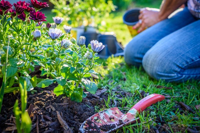 Use September to assess vulnerable perennials, not to mulch every bed Use September to assess vulnerable perennials, not to mulch every bed