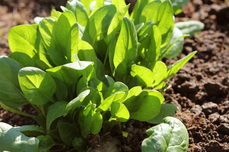 Use Temperature as One Part of the Fall-Spinach Plan