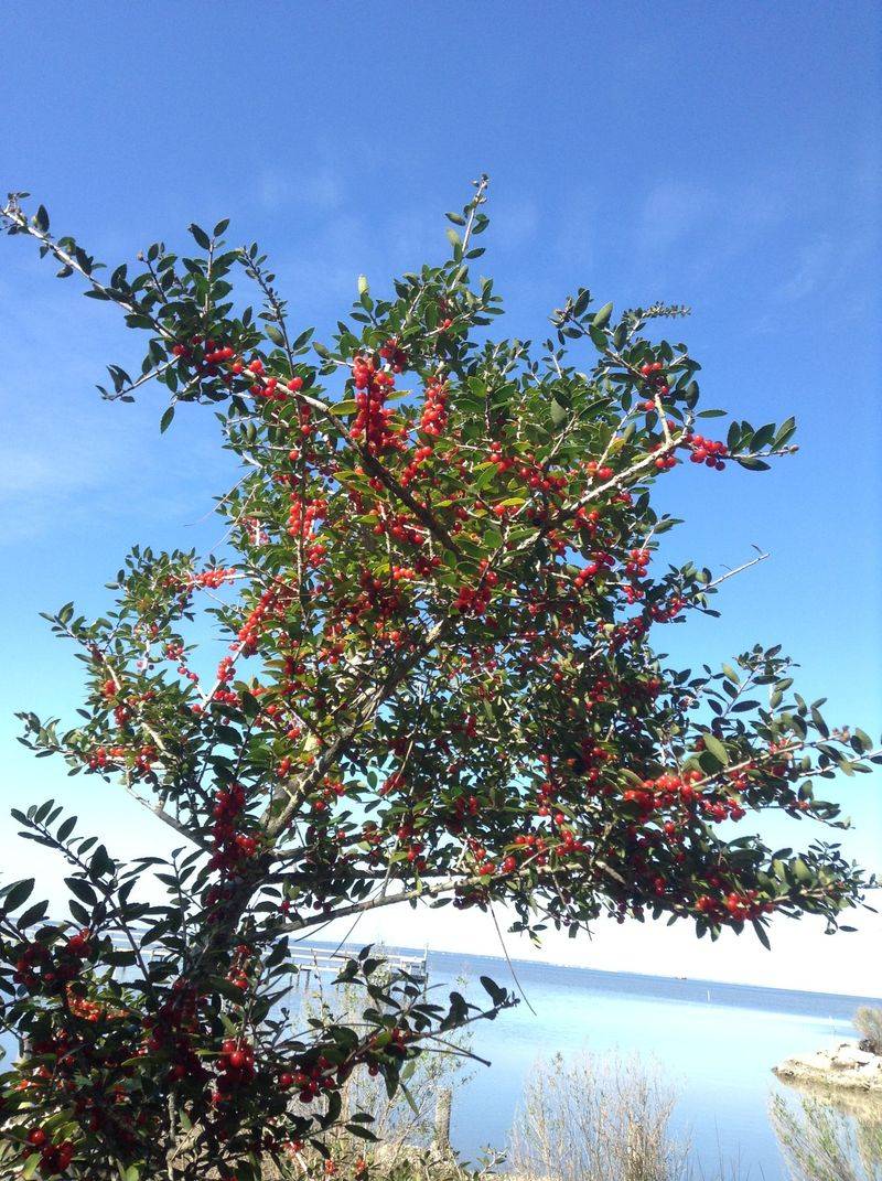 Use Yaupon as One Part of Bird Habitat Use Yaupon as One Part of Bird Habitat