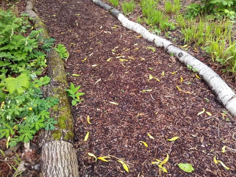 Use a CDC-recommended buffer to manage the yard edge