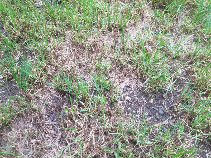 Use a Diagnostic Reset Before You Reseed