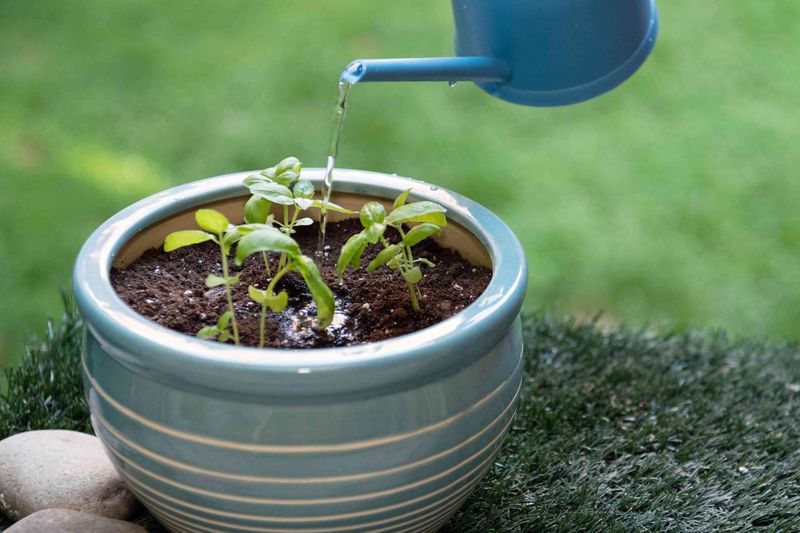 Use a Simple Decision Before You Water Again