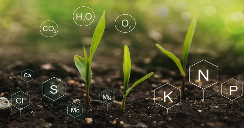 Use a Soil Test to Evaluate Nutrient Needs