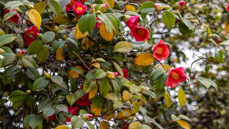 Use a Winter Rescue Plan That Protects New Growth