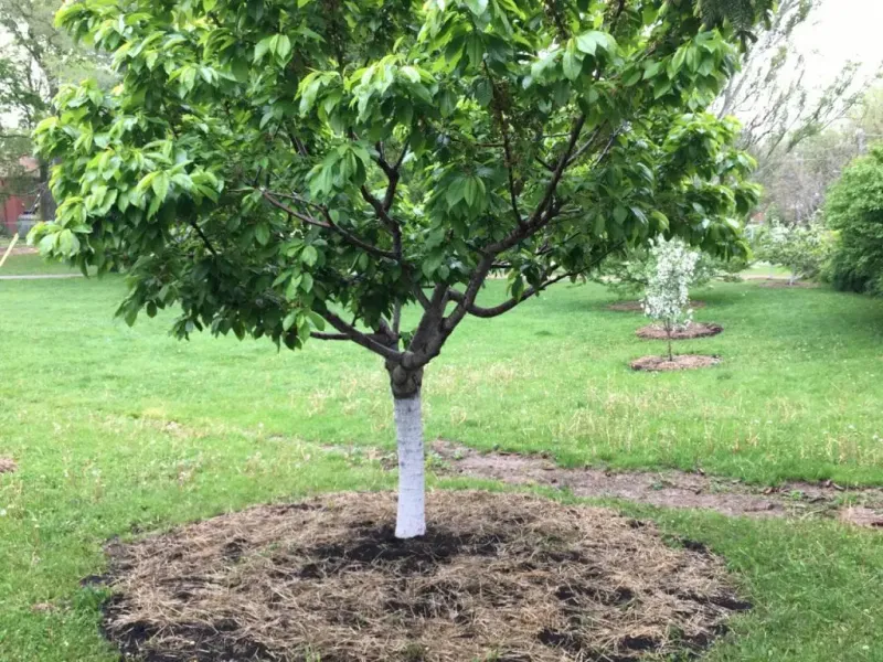 Use a conservative mulch layer to slow moisture loss Use a conservative mulch layer to slow moisture loss