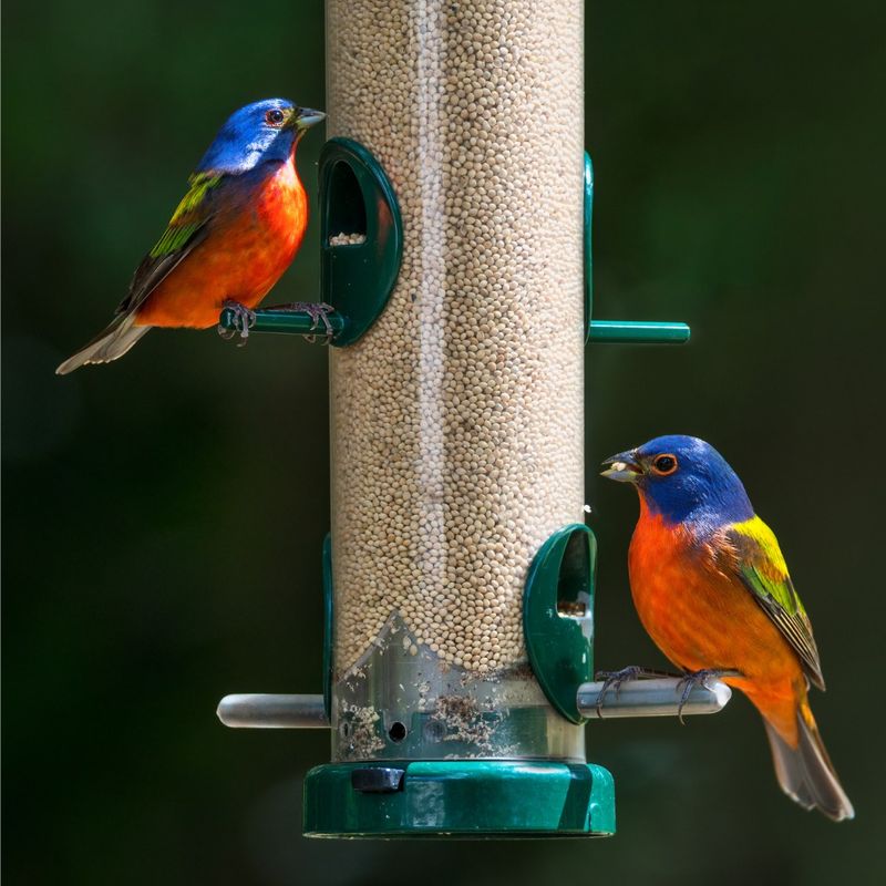 Use a feeder only as supplemental support