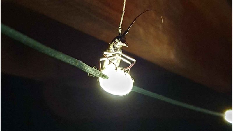 Use a flashlight to find out where the insects are Use a flashlight to find out where the insects are