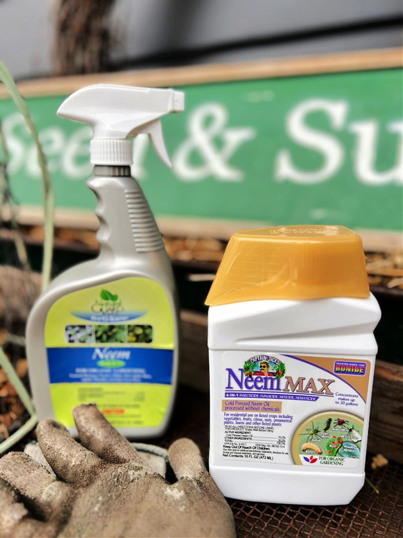 Use a labeled treatment to protect healthy foliage