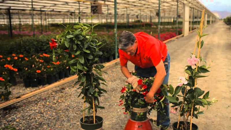 Use a light shaping prune while the plant is actively growing Use a light shaping prune while the plant is actively growing