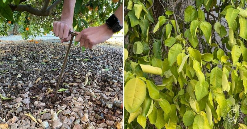 Use a moisture check, slow soak, mulch, and reassessment Use a moisture check, slow soak, mulch, and reassessment