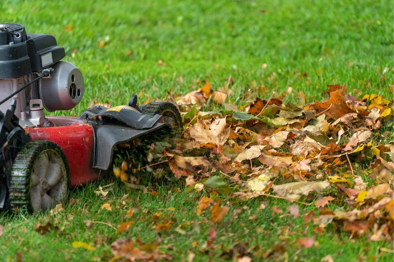 Use a mow-and-monitor decision rule