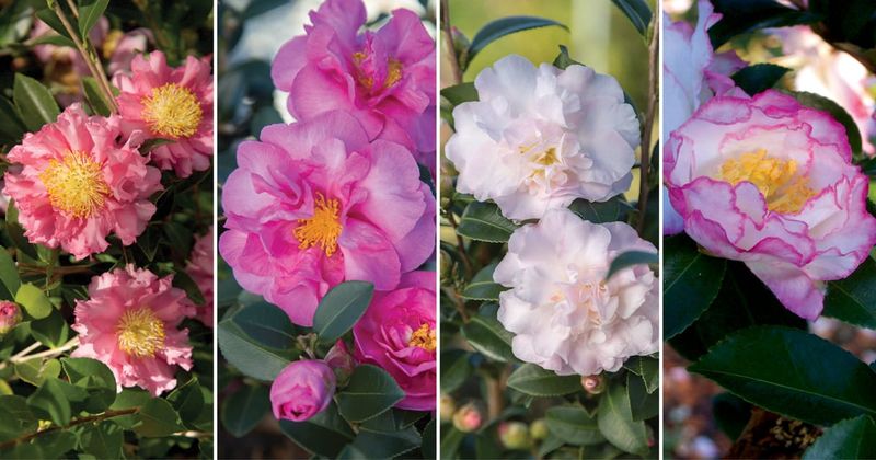 Use a realistic formula for a longer camellia season