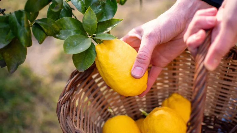 Use a representative lemon as your final signal