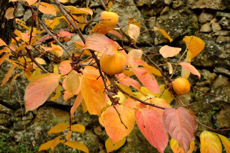 Use a small late-season checklist
