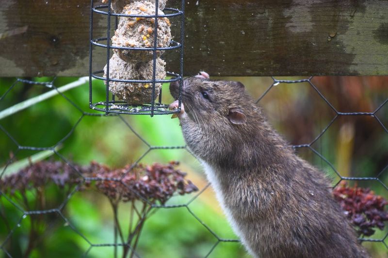 Use a temporary feeder pause as a practical test