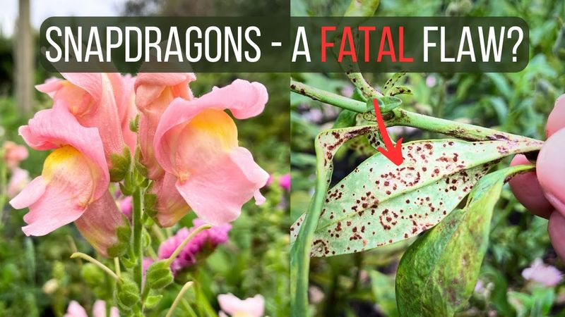 Use a whole-plant check before expecting fall color