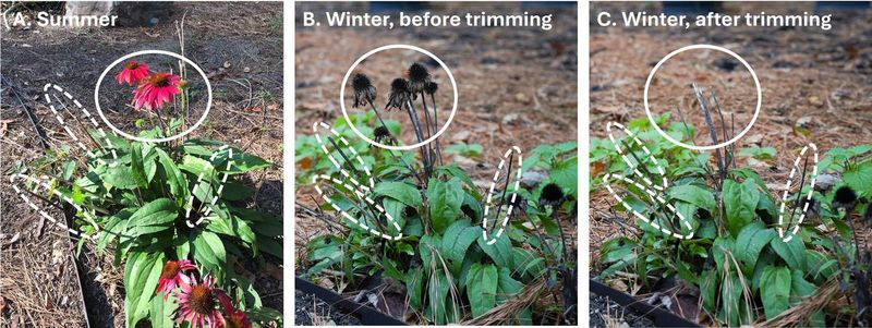 Use a wildlife-friendly fall cleanup