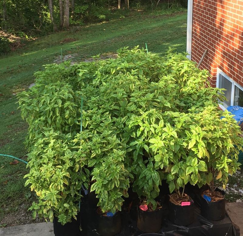 Use airflow and dry foliage to reduce disease risk