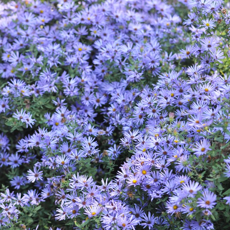 Use asters to extend the late-season bloom sequence