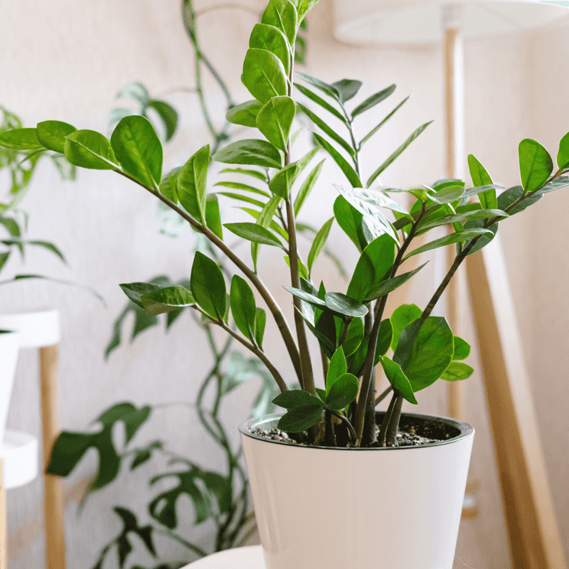Use better care first, then decide whether the container needs more plants