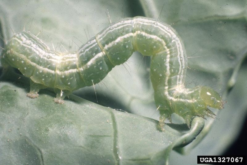 Use body shape and feeding clues to narrow the identification