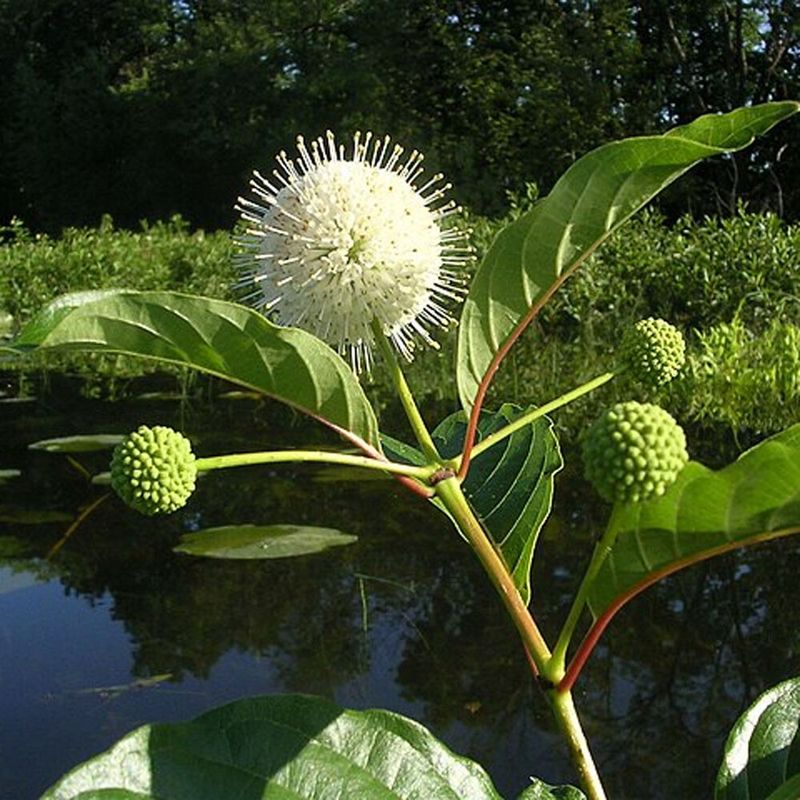 Use buttonbush for the wet landscape it actually suits