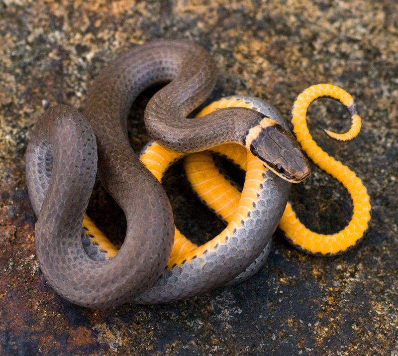 Use caution around any snake and avoid handling wildlife Use caution around any snake and avoid handling wildlife