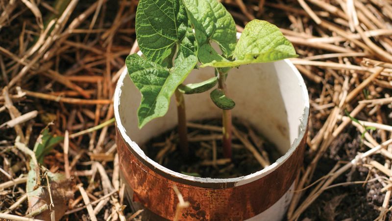 Use collars, sanitation, and repeated scouting