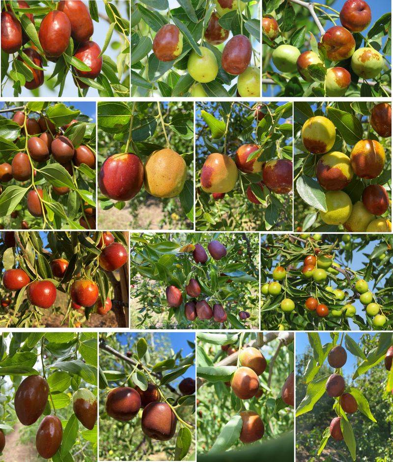 Use color and firmness to judge each fruit