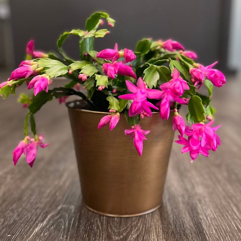 Use cool nights without exposing the plant to cold stress