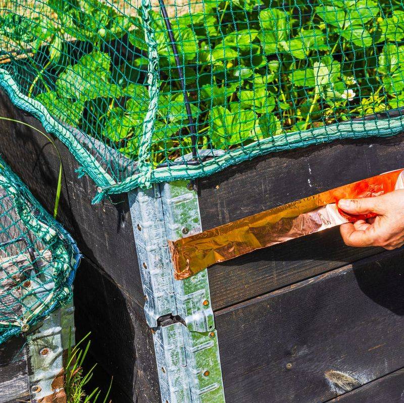 Use copper and fermenting-odor traps as limited supplements