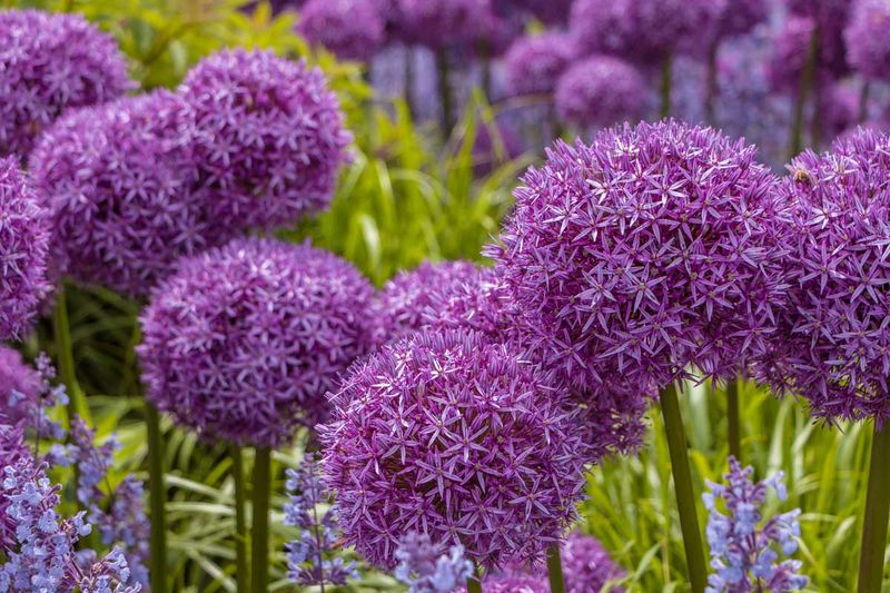 Use deadheading and fertilizer with restraint Use deadheading and fertilizer with restraint