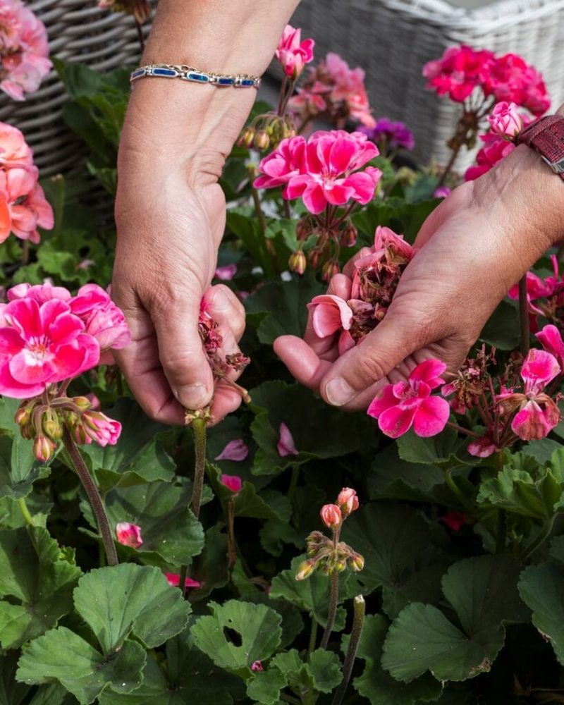 Use deadheading or repotting only when the plant needs them Use deadheading or repotting only when the plant needs them