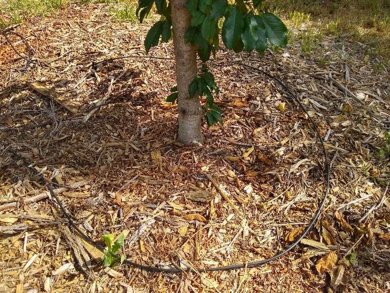 Use deep, ground-level irrigation and protective mulch