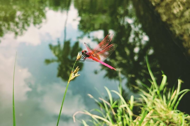 Use dragonfly habitat as one layer of a healthier California yard Use dragonfly habitat as one layer of a healthier California yard