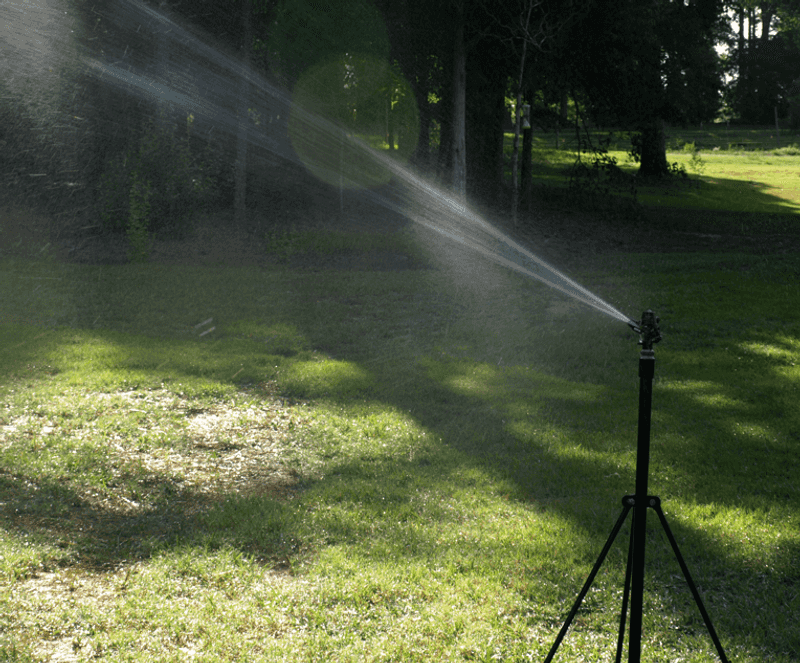 Use early morning as a default, not a rigid rule