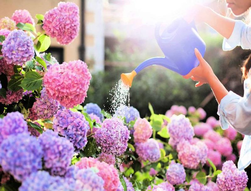 Use early morning as the routine watering window