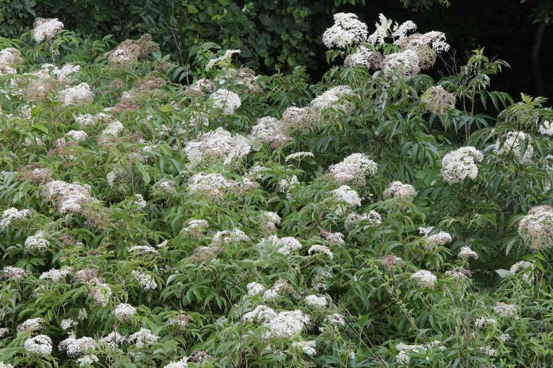 Use elderberry for a softer seasonal boundary