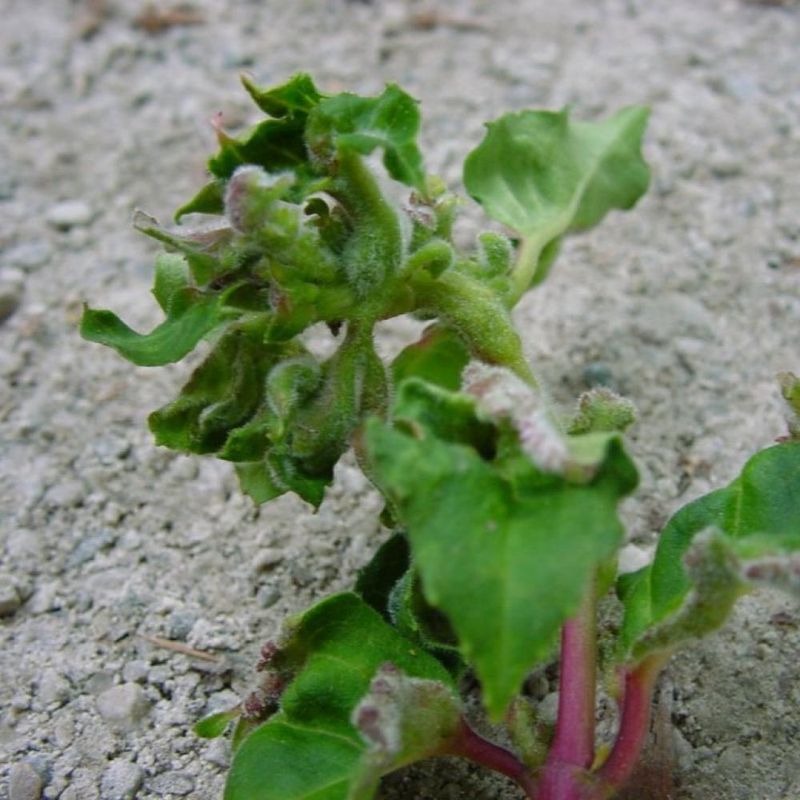 Use fading as a cue to inspect the plant, not just the flowers Use fading as a cue to inspect the plant, not just the flowers