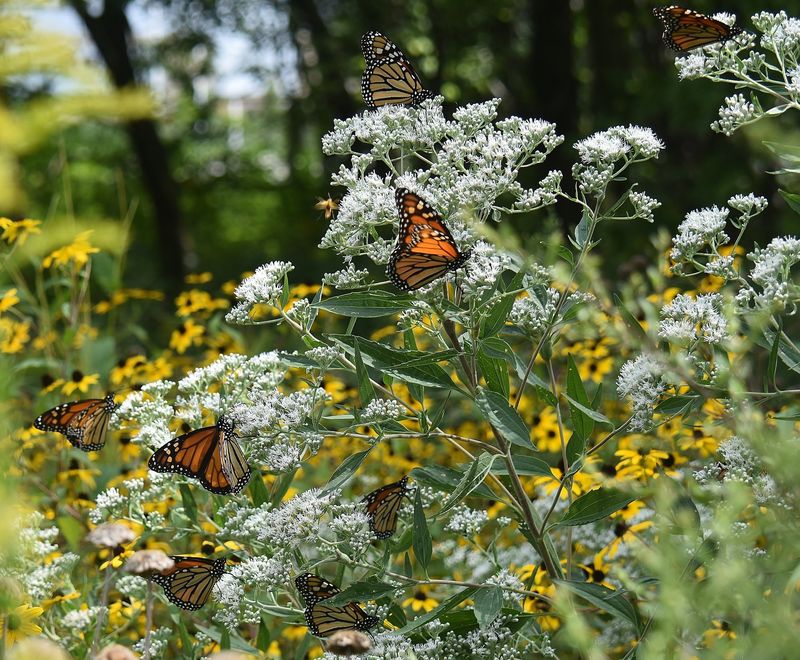 Use fall migration timing to plan habitat