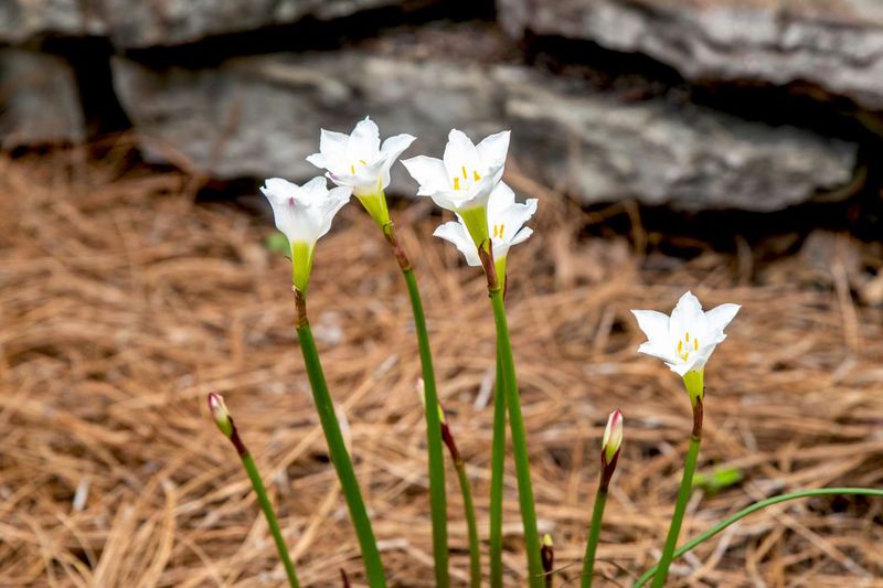 Use fall planting to help bulbs establish