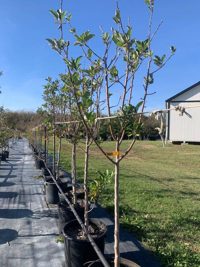 Use fall to prepare the site and buy healthy nursery stock
