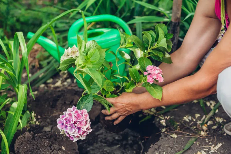 Use fertilizer cautiously instead of trying to force reblooming