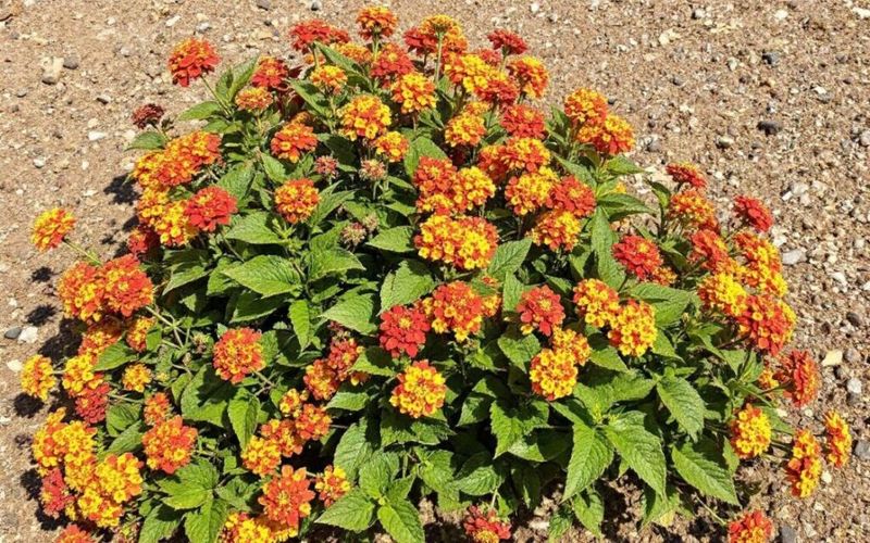 Use flowering plants for color beyond the clearance line