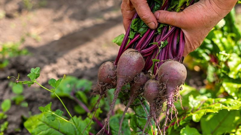 Use harvest timing and soil tests before adding fertilizer