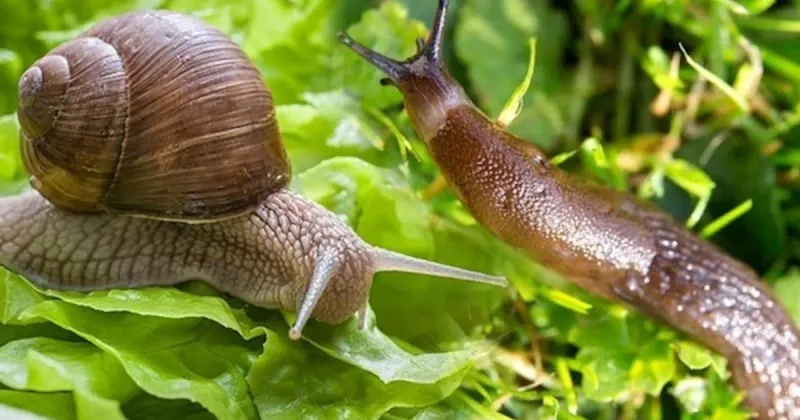 Use integrated pest management for slug damage