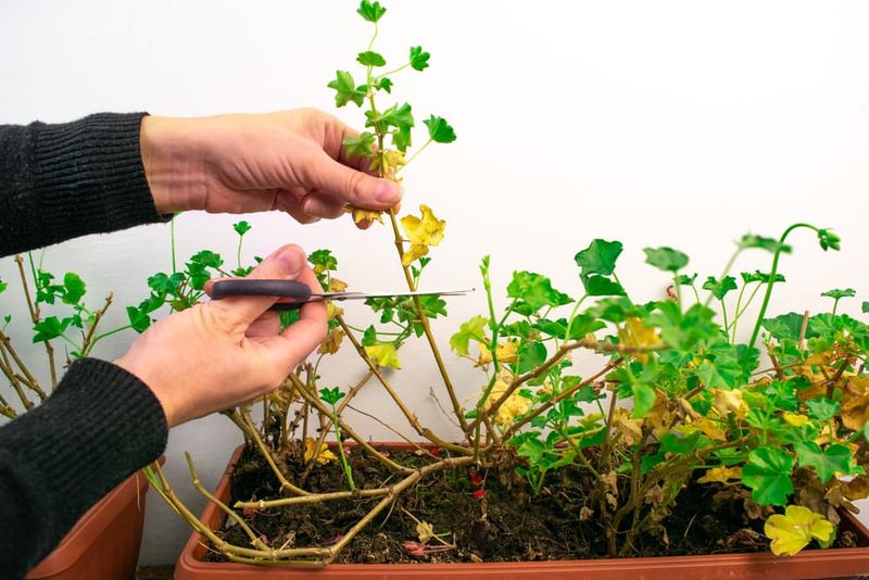 Use late-summer pruning only for a genuinely neglected plant