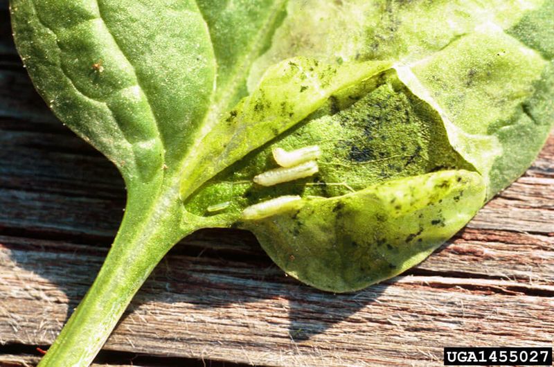 Use leaf patterns and bed conditions to narrow the cause