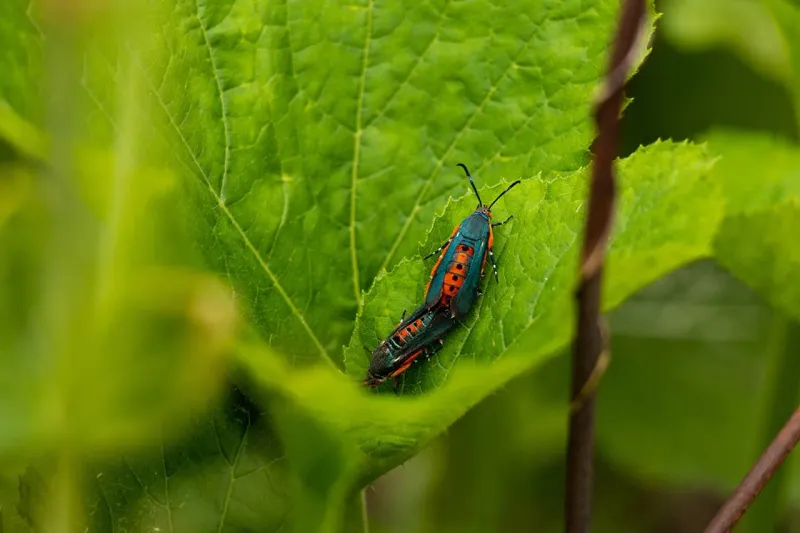 Use local moth activity instead of one statewide date