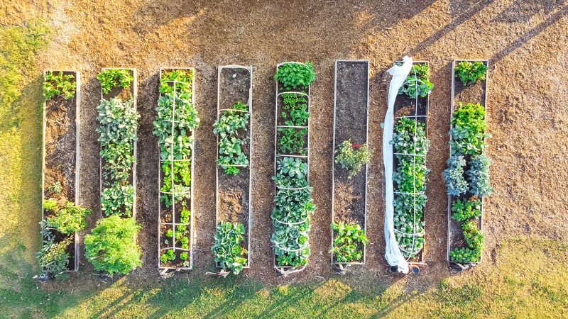 Use local planting calendars to avoid extreme heat